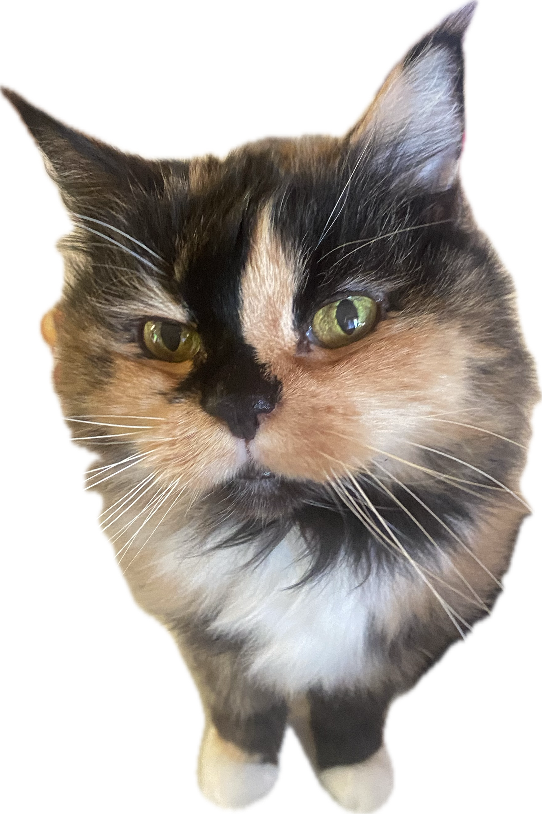 picture of my cat salem